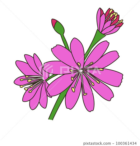 Leucia Leucia 100361434