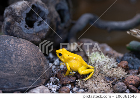 Golden dart frog, Phyllobates terribilis 100361546