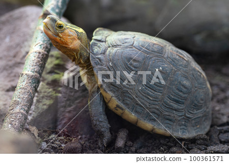 Chinese box turtle, Cuora flavomarginata 100361571