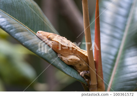 Eyelash gecko, Correlophus ciliatus 100361572