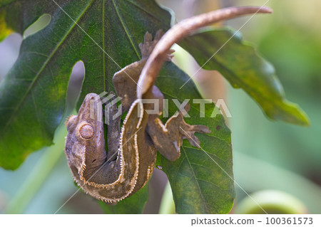 Eyelash gecko, Correlophus ciliatus 100361573