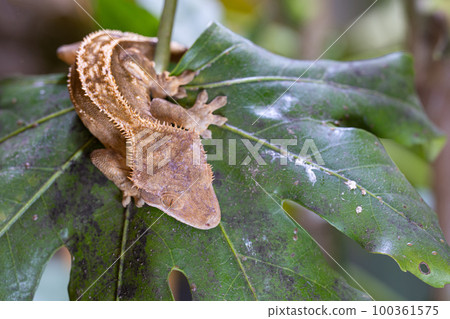 Eyelash gecko, Correlophus ciliatus 100361575