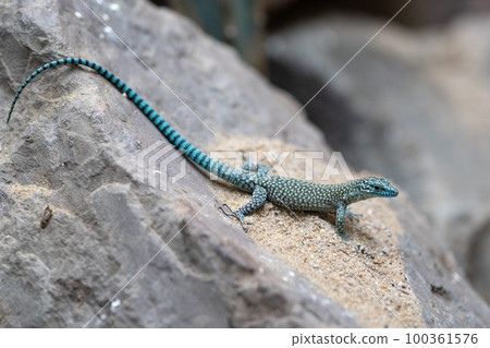 Sharp-snouted lizard, Dalmatolacerta oxycephala 100361576