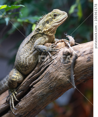 Australian water dragon, Intellagama lesueurii howittii Australian water dragon, Intellagama lesueurii howittii 100361578