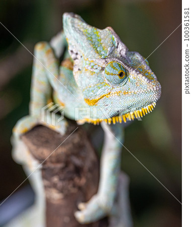 Yemen chameleon, Chamaeleo calyptratus Yemen chameleon, Chamaeleo calyptratus 100361581