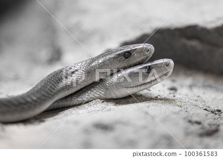 Black Mamba, Dendroaspis polylepis 100361583