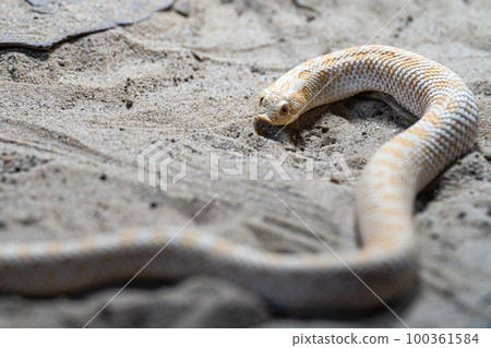 Texas hog-nosed snake, Heterodon nasicus 100361584