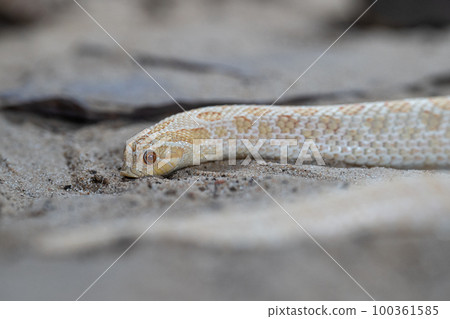 Texas hog-nosed snake, Heterodon nasicus 100361585