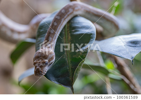Central Australian Carpet Python, Morelia bredli 100361589