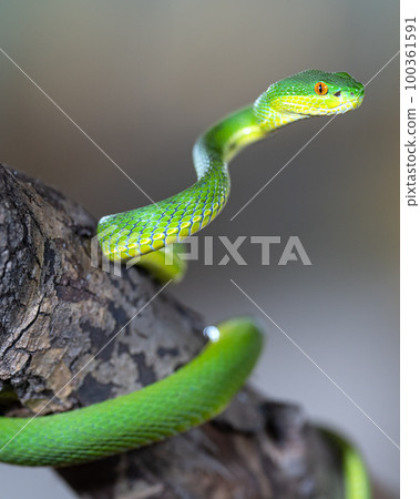 Green Pit Viper, Trimeresurus albolabris 100361591
