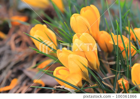 漂亮的番紅花（花藏紅花） 100361866