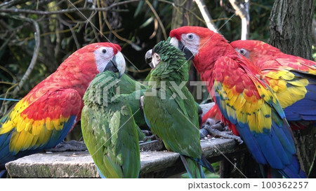 Group of Ara parrots, Red parrot Scarlet Macaw, Ara macao Group of Ara parrots, Red parrot Scarlet Macaw, Ara macao 100362257