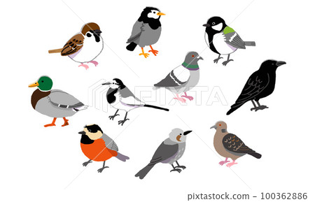 Familiar wild bird illustration set (handwritten color) 100362886
