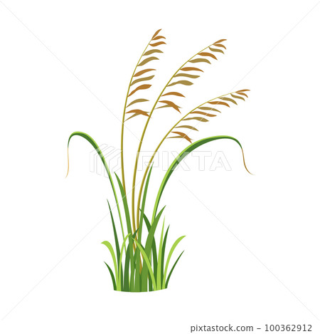 Bush of wild grass with reeds. Element of marsh vegetation. River grass. Weed vector illustration Bush of wild grass with reeds. Element of marsh vegetation. River grass. Weed vector illustration 100362912