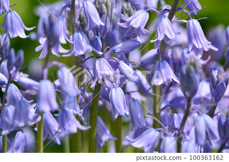 Bell Narcissus (Scilla Campanulata) 100363162