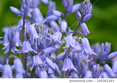 Bell Narcissus (Scilla Campanulata) Bell Narcissus (Scilla Campanulata) 100363163