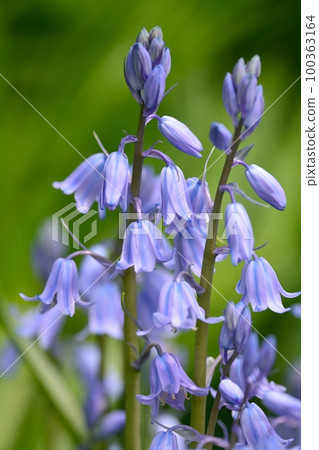 鐘水仙 (Scilla Campanulata) 100363164