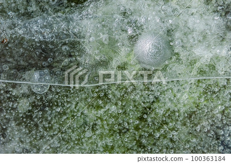 Air bubbles trapped in the ice formed on a river by a freezing winter. Air bubbles trapped in the ice formed on a river by a freezing winter. 100363184
