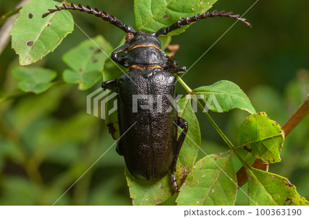 Tanner Beetle (Prionus coriarius) placed on the leaves of a shrub in the forest. Tanner Beetle (Prionus coriarius) placed on the leaves of a shrub in the forest. 100363190