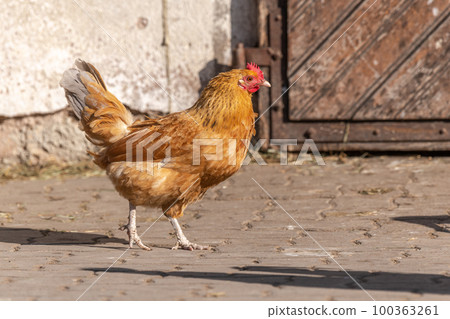 Red hen in a sunny farmyard in spring. Red hen in a sunny farmyard in spring. 100363261