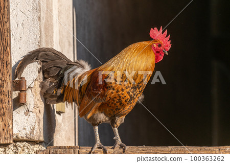 Rooster in a sunny farmyard in spring. Rooster in a sunny farmyard in spring. 100363262