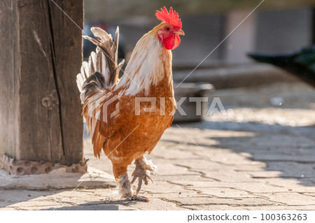 Rooster in a sunny farmyard in spring. Rooster in a sunny farmyard in spring. 100363263