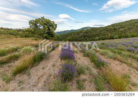 Lavender field in Provence. Lavender field in Provence. 100363264