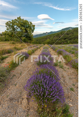 Lavender field in Provence. Lavender field in Provence. 100363265