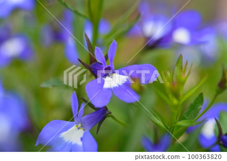 Lobelia flowers Lobelia flowers 100363820