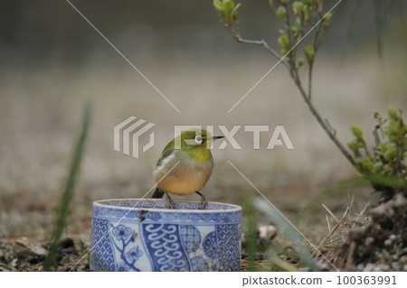 飛入花園的野鳥白眼鳥, 飛入花園的野鳥白眼鳥, 100363991