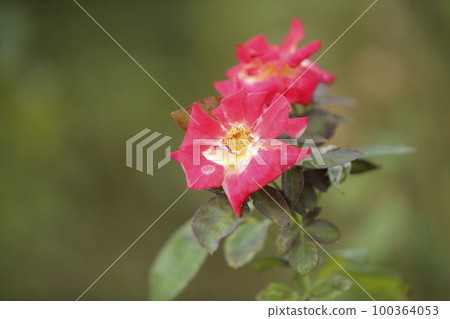Arao City Ominous Citizen Flower Bed Rose Flower, 100364053