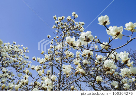 White magnolia that matches the blue sky White magnolia that matches the blue sky 100364276