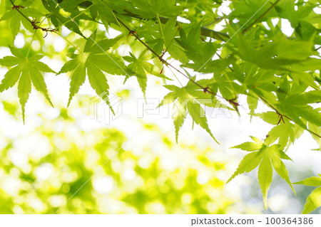 refreshing green maple 100364386