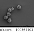 雛菊花粉電子顯微照片 100364403