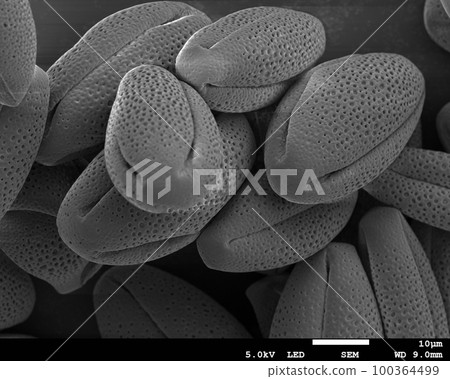牡丹花粉 電子顯微照片 牡丹花粉 電子顯微照片 100364499