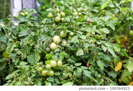 Big bush with green cherry tomatoes. Growing tomatoes in the garden. Ripening tomato, vegetables. Big bush with green cherry tomatoes. Growing tomatoes in the garden. Ripening tomato, vegetables. 100364923