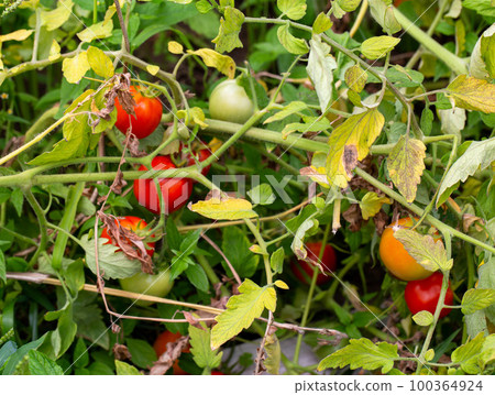 Improper care of tomato plants. Disease Alternariosis dry spotting, leaf damage, background Improper care of tomato plants. Disease Alternariosis dry spotting, leaf damage, background 100364924