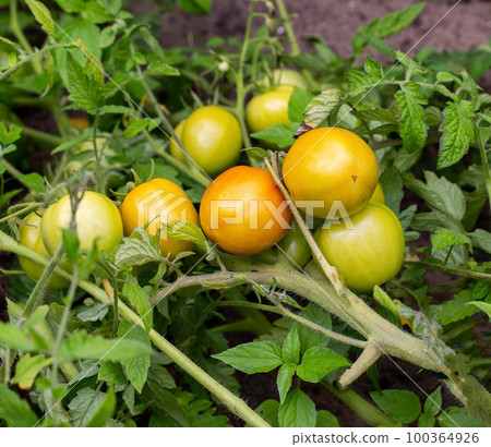 Green and red tomatoes ripen in the garden. Growing vegetables on the ground for vitamins. Agriculture Green and red tomatoes ripen in the garden. Growing vegetables on the ground for vitamins. Agriculture 100364926
