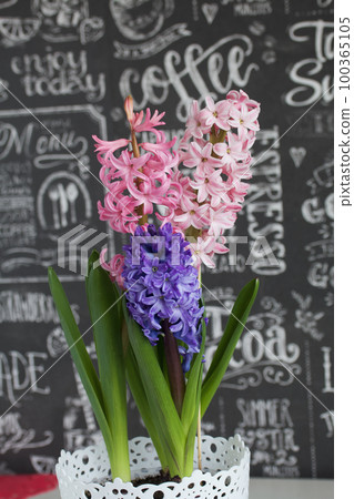 Three flowering hyacinths in one pot. Inflorescences of different colors. Three flowering hyacinths in one pot. Inflorescences of different colors. 100365105