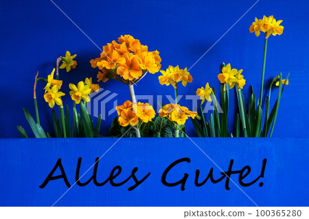 Spring Flowers, Narcissus, Text Alles Gute Means Best Wishes Spring Flowers, Narcissus, Text Alles Gute Means Best Wishes 100365280