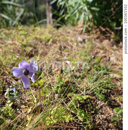 purple flower on the grass purple flower on the grass 100365502