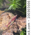 red bee shrimp with eggs 100365666