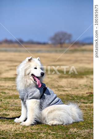 Take a walk on the grass with your dog Watarase Reservoir 100365675