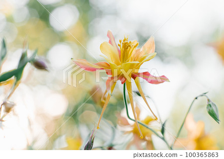 Delicate beautiful Aquilegia yellow red flower in the garden in summer 100365863