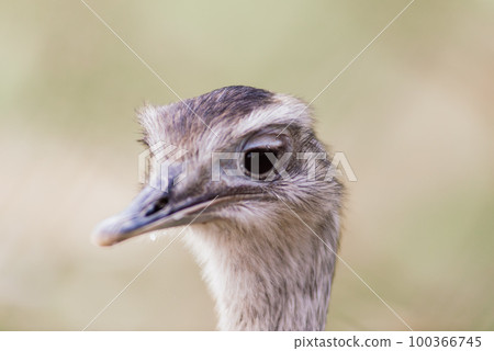 Ostrich head close up, autumn weather park outdoors Ostrich head close up, autumn weather park outdoors 100366745
