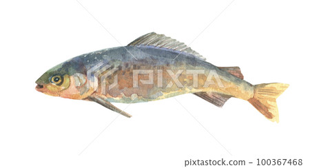 Watercolor single grayling fish animal isolated on a white background illustration. Watercolor single grayling fish animal isolated on a white background illustration. 100367468