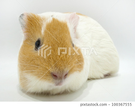 Guinea pig face up 100367555