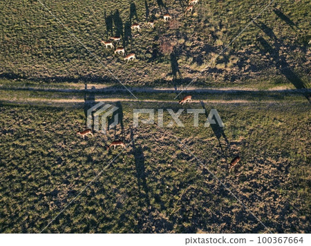 Aerial view of herd of fallow deer from above 100367664