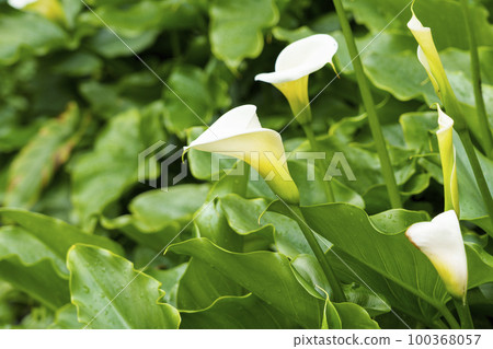 White blooming cala lily flowers in the garden with green fresh leaves in nature 100368057