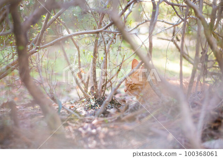 A stray cat sleeping comfortably in the bushes of a Kyoto park 100368061